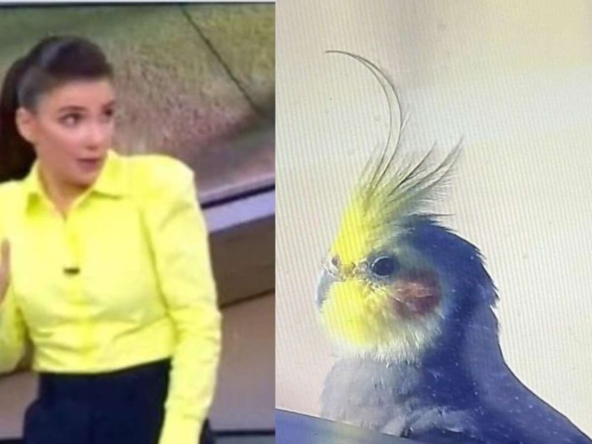 Calopsita invade estúdio da Globo e deixa jornalistas desesperados Calopsita invade estúdio da Globo e deixa jornalistas desesperados