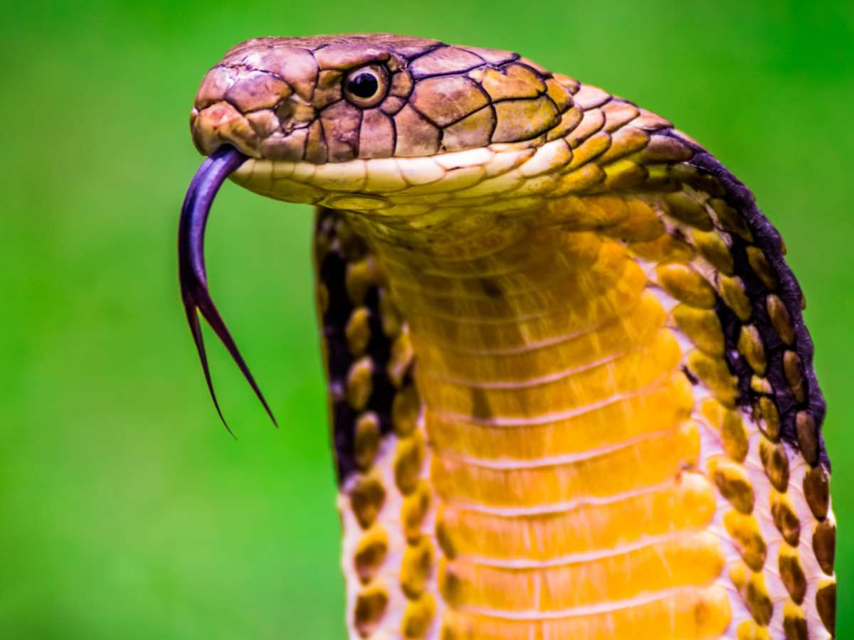 Sabe que cobra é essa? Bem, não é uma cobra. É uma lagarta