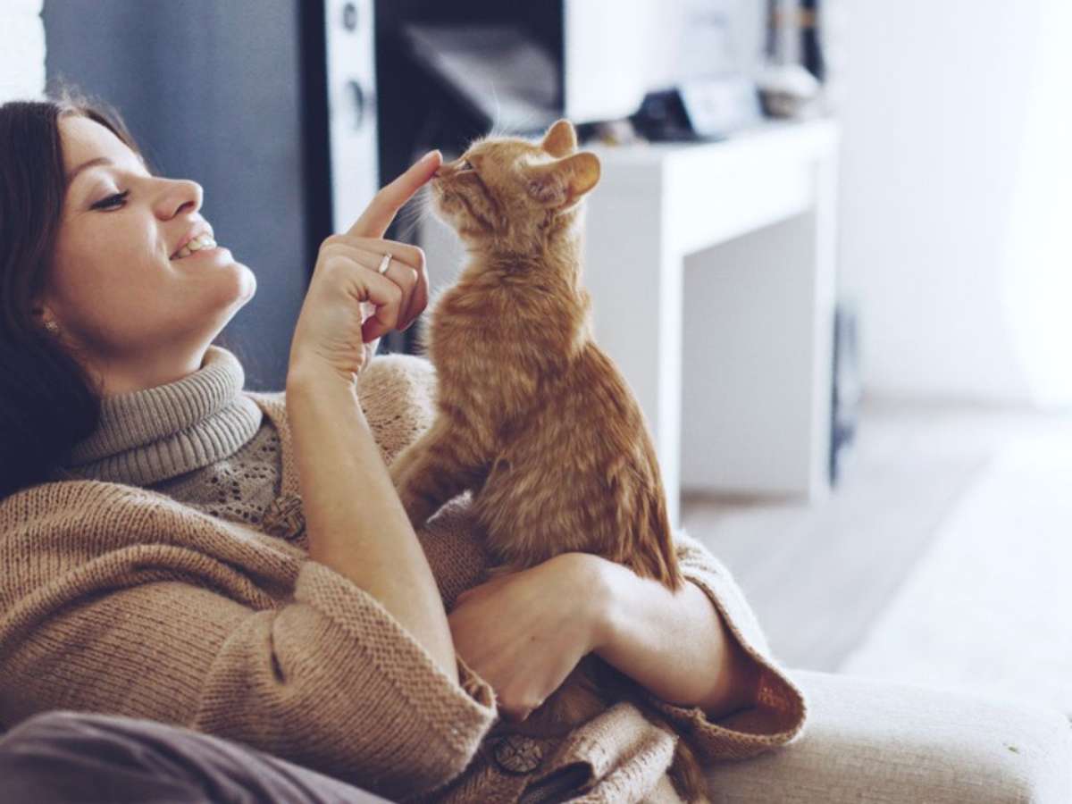 Além do gato preto: outras cores dos felinos têm significados