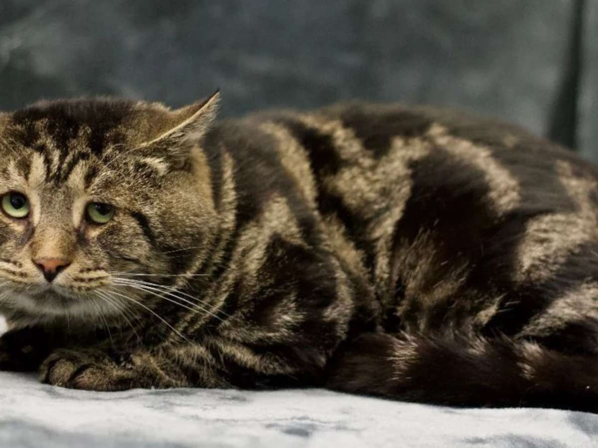 Fishtopher”, o gato “triste e deprimido”, já foi adoptado, Pet