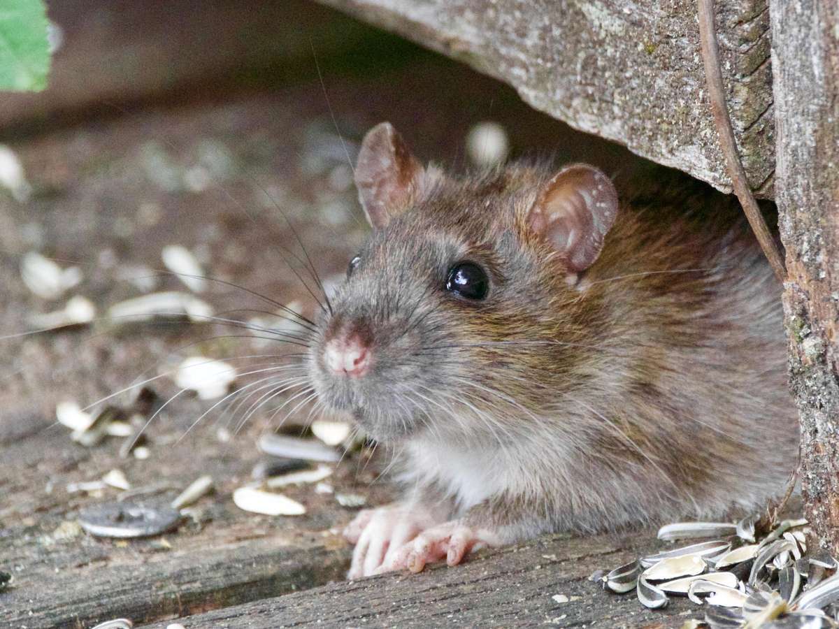 Prefeitura de Nova York busca exterminador de ratos 