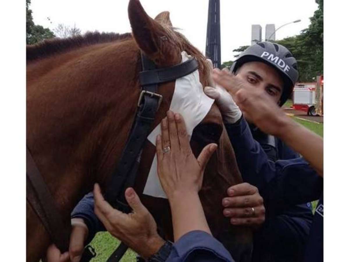 Cavalo usa 'estratégia inteligente' para fugir do curral e vídeo se torna  viral nas redes sociais – Metro World News Brasil