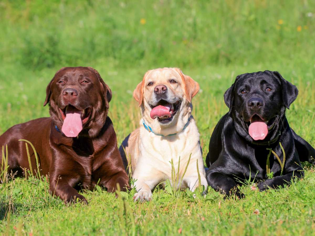 10 raças de Cachorros Grandes e Gigantes