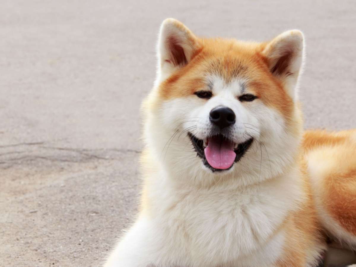 Veja o que torna o cachorro da raça akita tão especial