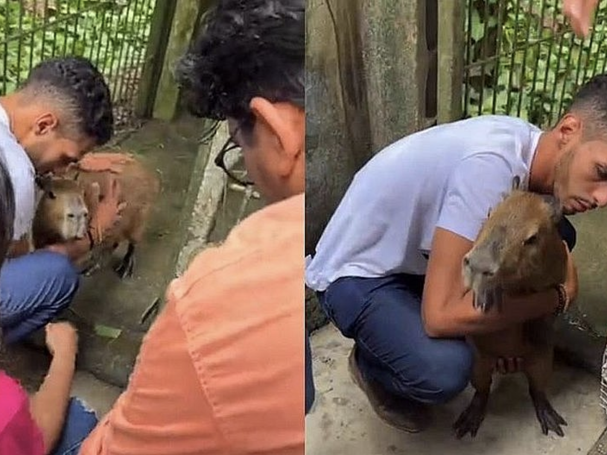 Capivara Filó: entenda a polêmica envolvendo o animal criado por  influenciador - BBC News Brasil