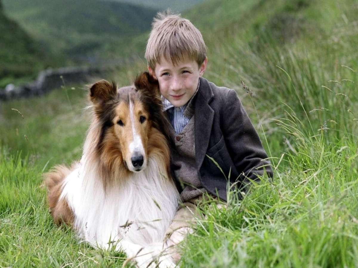 10 cachorros que fizeram sucesso no cinema