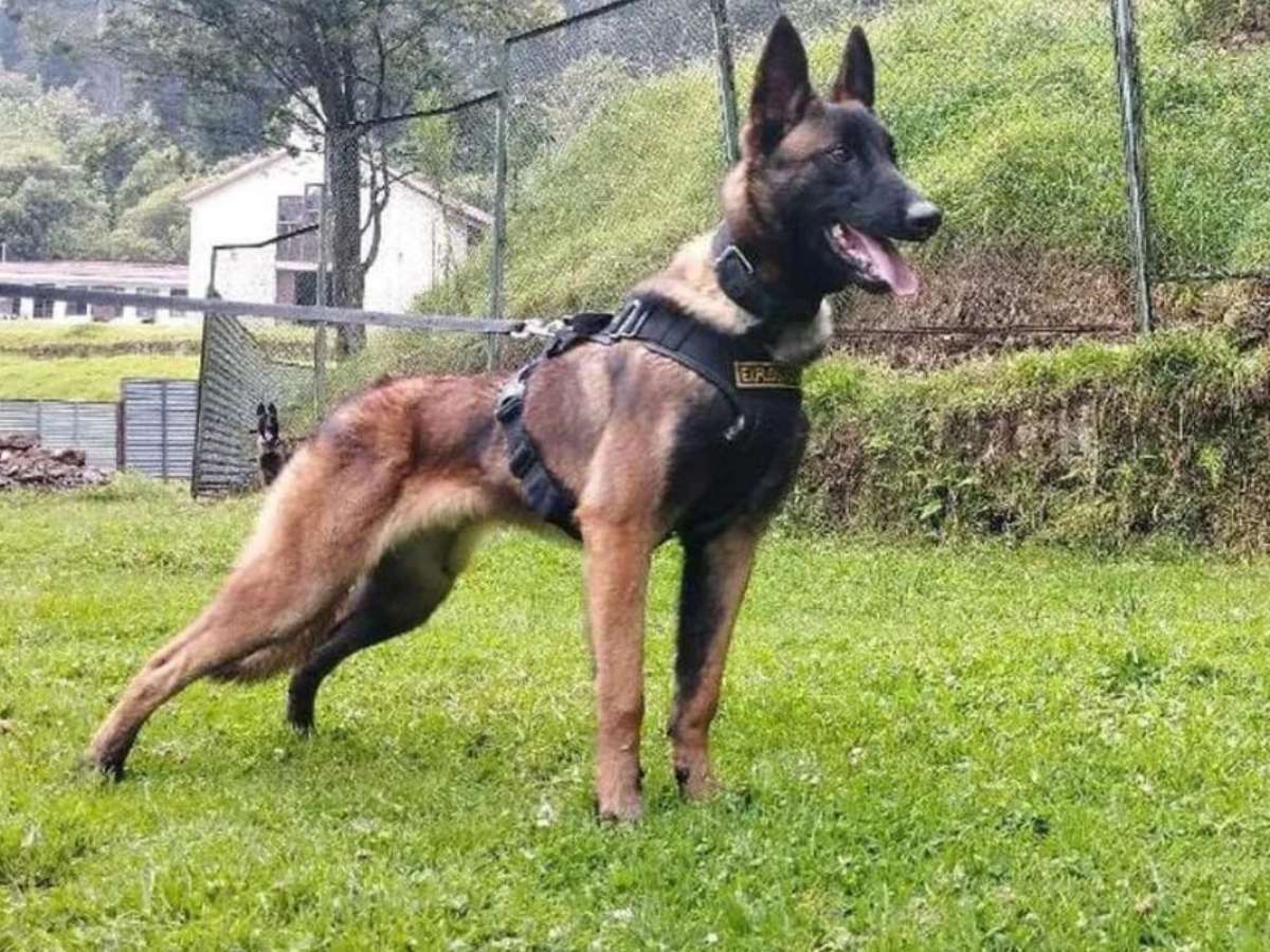 Soldado britânico deve ser condecorado por salvar cão do exército