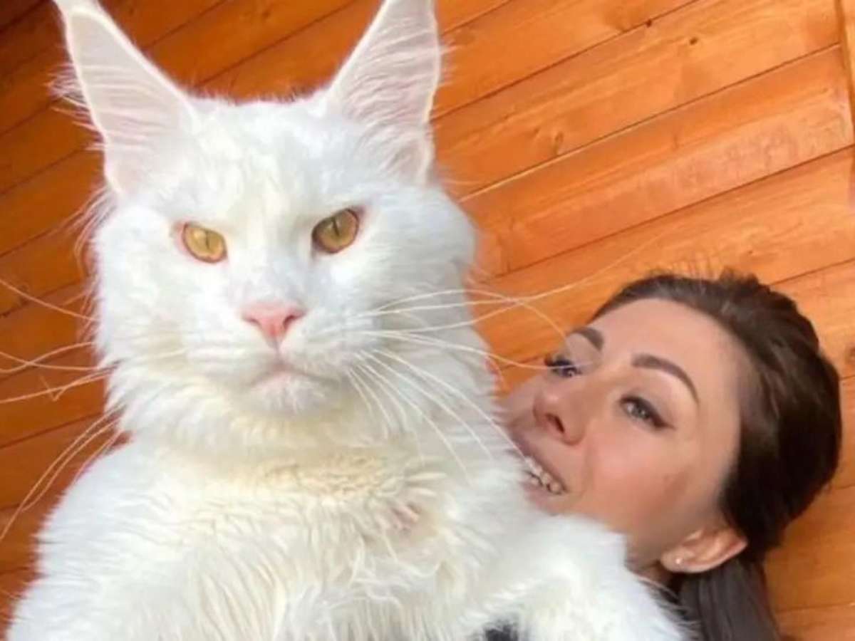 Conheça Kefir, o maior gato do mundo