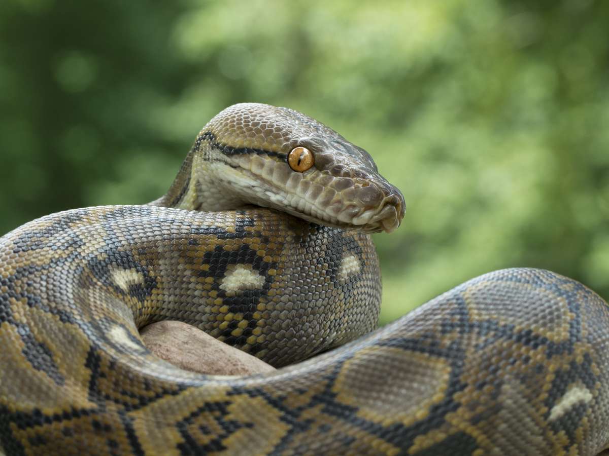 O que significa Sonhar com Cobra Azul? Interpretações e