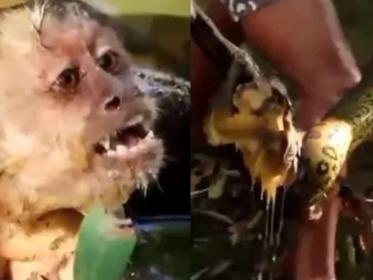 VÍDEO: macaco-prego é salvo de sucuri por turistas em Bonito (MS