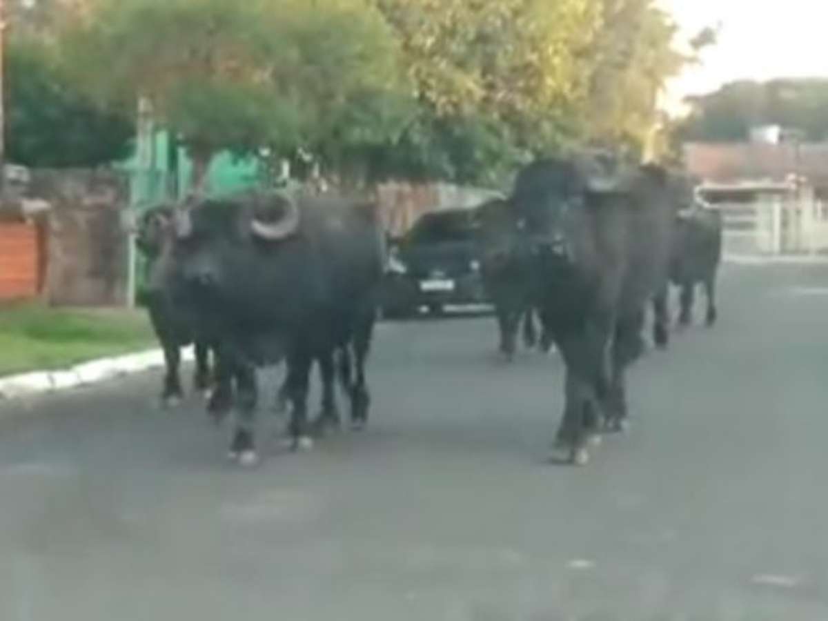 Leite de búfalas é fonte de renda em muitas propriedades de SP, Nosso  Campo