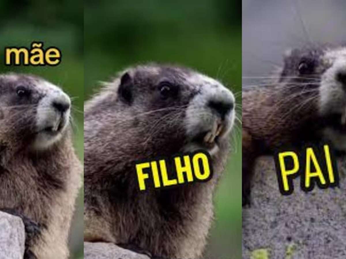 NPC, marmota e mais: os memes que dão dinheiro a brasileiros nas redes  sociais