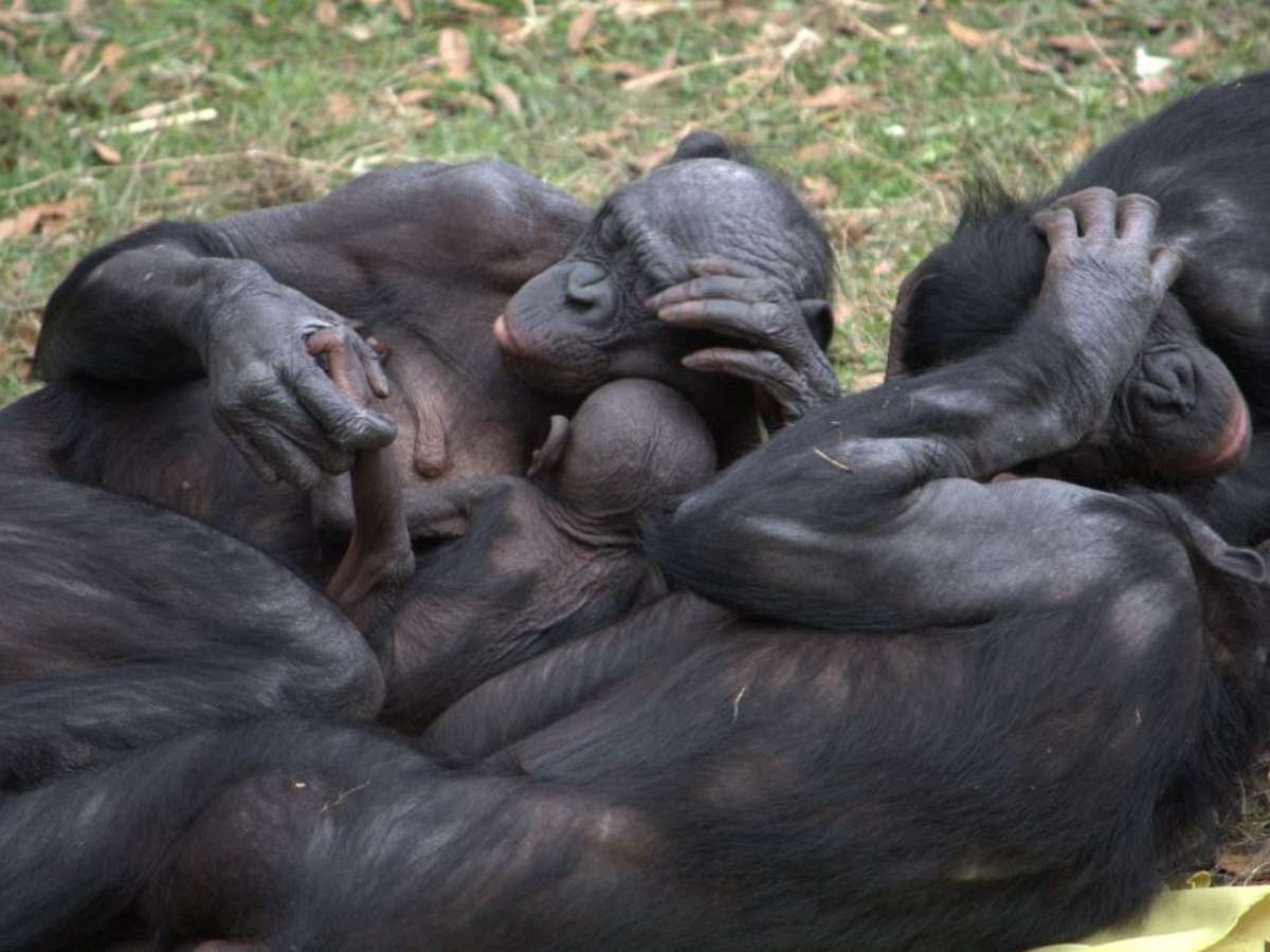 Mamíferos têm curioso padrão de relações entre o mesmo sexo