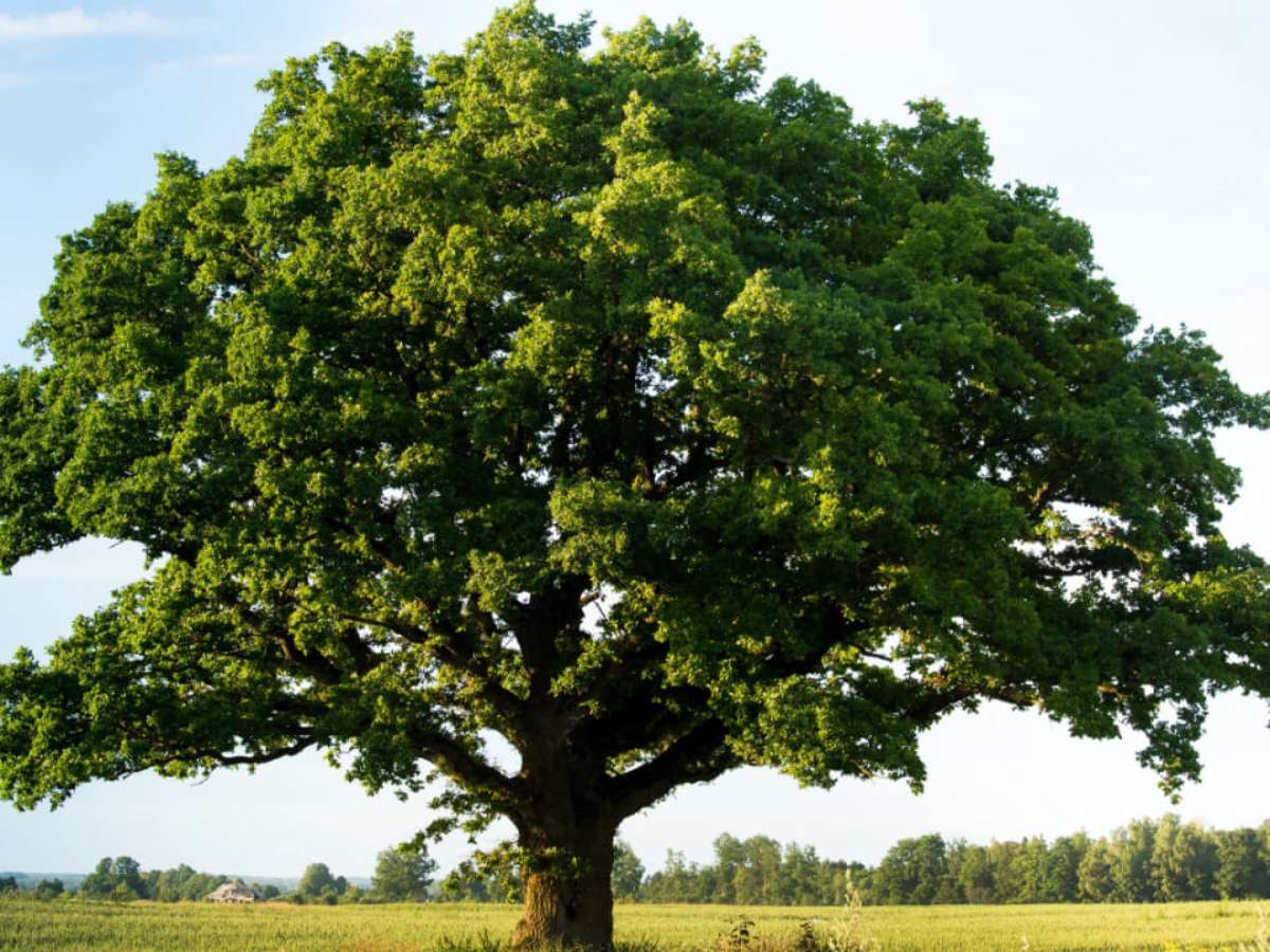 Sonhar com Árvore têm Alguns Significados. Atenção Cuidado!