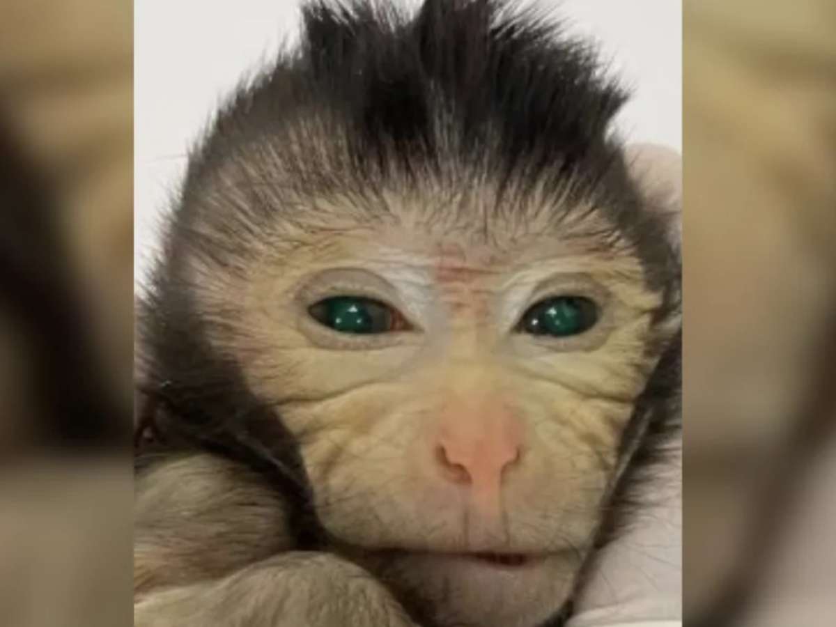 Cientistas criam macaco com olhos verdes fluorescentes e dedos