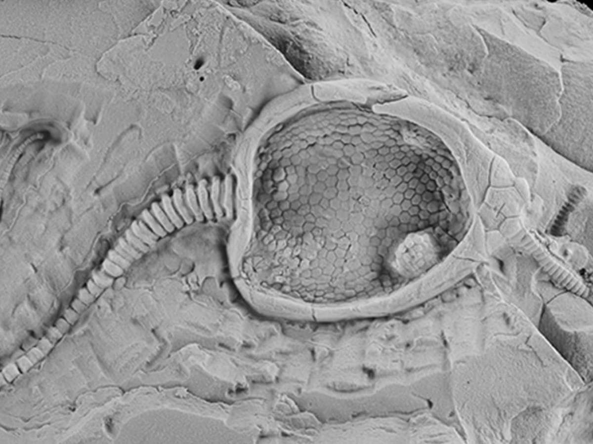 Artrópodes gigantes dominavam mares há 470 milhões de anos, revelam fósseis, Ciência