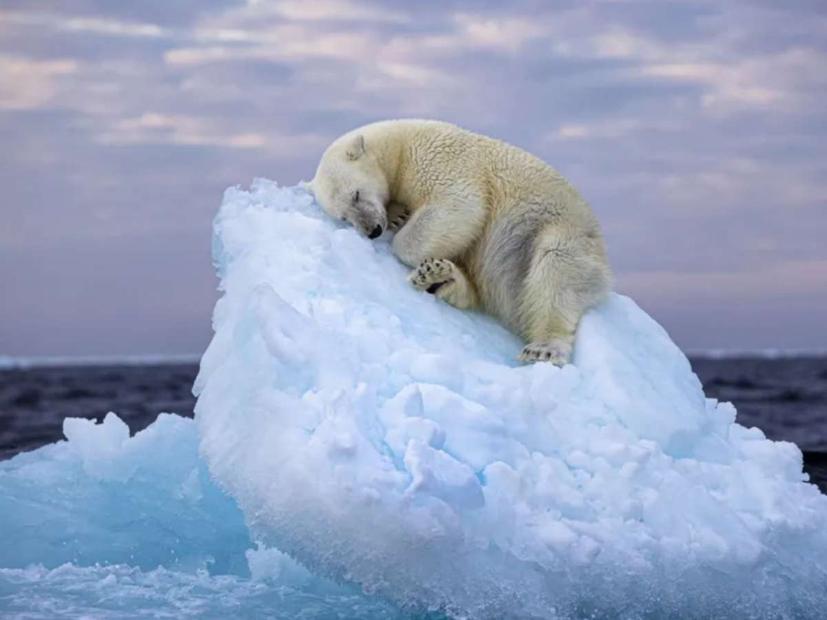 Foto de urso polar dormindo em iceberg ganha prêmio internacional de  fotografia selvagem