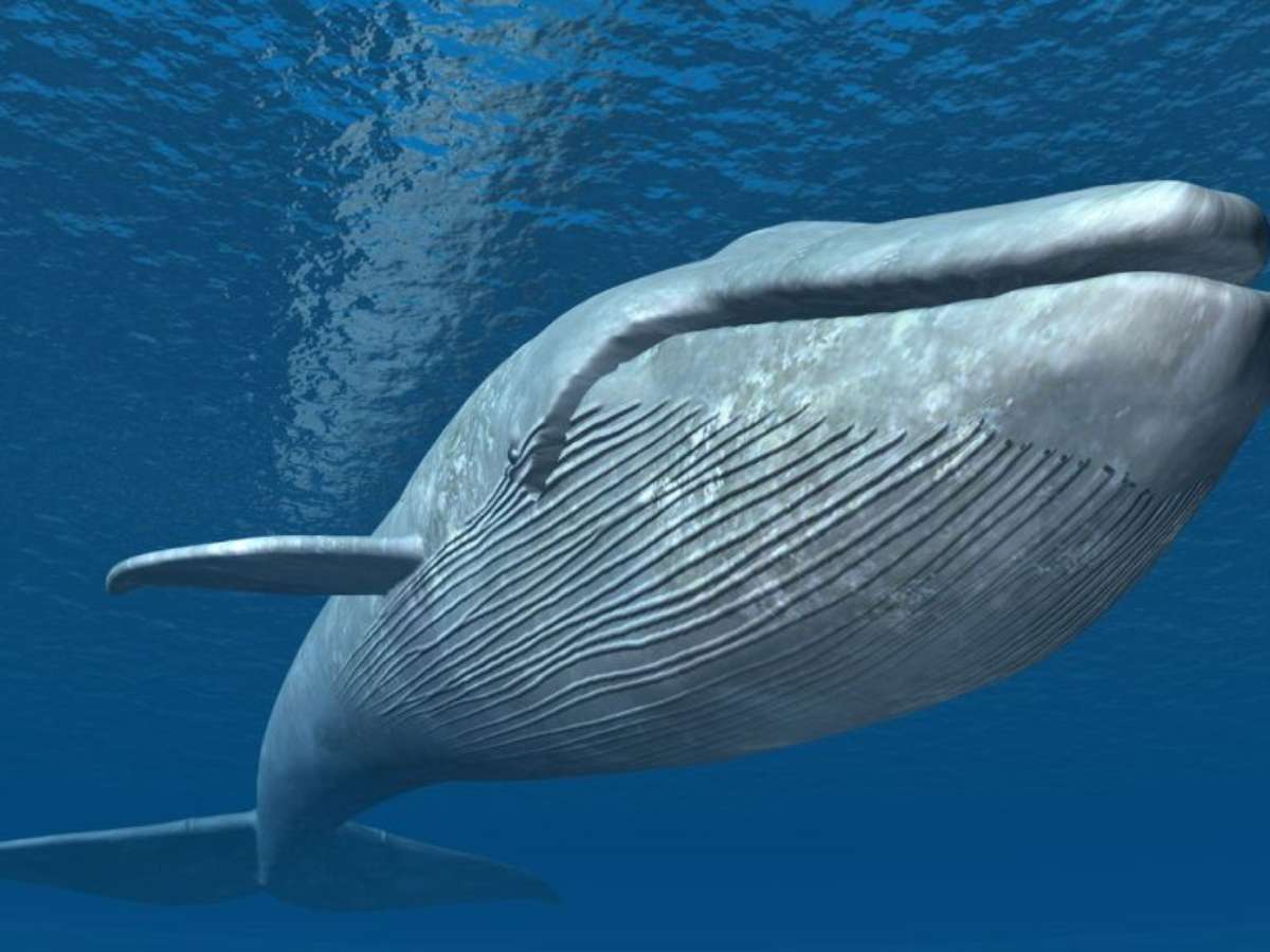 Veja 3 curiosidades sobre o maior animal do mundo
