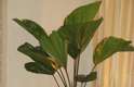 A licuala é uma planta apropriada para ambientes de meia sombra