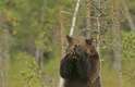 O fotógrafo Marko Koenig, 38 anos, flagrou quando um urso-pardo usou uma árvore como "ducha", em Suomussalmi, Finlândia