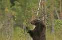 O fotógrafo Marko Koenig, 38 anos, flagrou quando um urso-pardo usou uma árvore como "ducha", em Suomussalmi, Finlândia