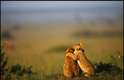 Segundo Demiroglu, um filhote de leão estava sozinho, "contemplando" a savana, quando um irmão veio lhe dar um "abraço"
