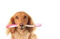 - Nunca use a sua pasta para escovar os dentes do cão, pois ela contém substâncias que farão mal a ele se ingeri-la.