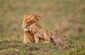 Fotógrafo registra o momento em que um leão brinca com seu "irmão" mais velho, no Quênia