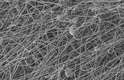 Imagem mostra "molde" de nanofibras três dias após receber células-tronco
