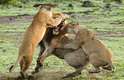 Um grupo de leões investiu contra um macho solitário para defender seus filhotes no parque Masai Mara, no Quênia. A aproximação do leão foi percebida como ameaçadora pelos animais, que o atacaram para proteger as crias e assim forçaram o intruso a fugir