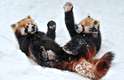 Os animais se divertiram brincando em uma luta simulada na neve. O fotógrafo, Josef Gelernter, afirmou que poderia ficar vendo eles brincando durante horas