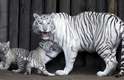 Os tigres brancos de bengala são muito raros. Eles são originários da Ásia