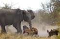 Mehta conta que o filhote estava bem próximo de sua mãe e que outros elefantes tentaram permanecer o mais perto possível do filhote