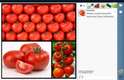 Em brincadeira, um tomate 'diz' no Facebook que resolveu assumir que é 'fruta': 'fora, Feliciano!'