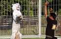 O treinador Siripas Intakanok orienta o tigre branco 'Justin' a reproduzir a coreografia da música Gangnam Style, do rapper sul-coreano Psy, em um safari da província tailandesa de Chiang Mai