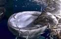 Segundo a União Internacional para a Conservação da Natureza (IUCN), o tubarão-baleia é conhecido por comer zooplancton e minúsculos crustáceos, mas a espécie também se alimenta de peixes de cardume e também há registro desses animais ingerirem pequenos atuns e lulas