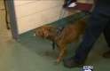 Cão é levado para receber tratamento médico após ser resgatado
