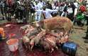 Porcos simbolizando a ganância de políticos são vistos em protesto em frente ao Parlamento do Quênia, em Nairóbi