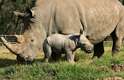 A população de rinoceronte branco está ameaçada, entre outros motivos, caça ilegal por causa da grande procura pelos seus chifres, sobretudo na China, onde são apreciados dentro da medicina tradicional