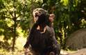 Um par de ursos-malaios (Helarctos malayanus) aproveitou um dia ensolarado em um zoológico de Miami, na Flórida (Estados Unidos) para brincar de brigar. A dupla trocou golpes nada violentos enquanto se movia por um bosque, em uma coreografia que lembrava passos de dança, segundo o fotógrafo Adrian Tavano, responsável pelo registro. Para ele, os ursos estavam "dançando tango"