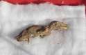 Exemplar do que pode ser um feto de velociraptor foi descoberto por trabalhadores em uma obra. Não há comprovação de que o fóssil é real.