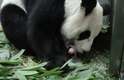Filhote de panda nasce no zoológico de Taiwan