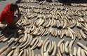 No dia 3 de julho, 1,5 tonelada de marfim foi descoberta em outro contêiner destinado à Malásia