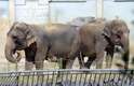 Elefantes Baby e Nepal, que seriam sacrificados na França, foram "adotados" pela família real de Mônaco.