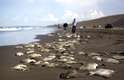 Autoridades mexicanas estão investigando a morte de pelo menos 250 arraias encontradas em uma praia na costa de Veracruz, localizada no Golfo do México. Moradores e turistas observaram os animais mortos nessa terça em uma praia na cidade de Ursulo Galvan, o que atraiu a atenção das autoridades, de acordo com informações da agência AP