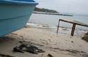 De acordo com a Fundação de Amparo ao Meio Ambiente de Bombinhas (Famab), os animais são trazidos pela corrente marítima