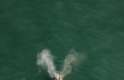 Litoral catarinense é procurado pelas baleias francas para procriação