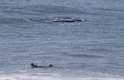 Quatro baleias-franca foram vistas na praia do Morro das Pedras, região sul de Florianópolis