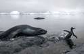 A foca-leopardo de cerca de 3 metros e meio não se deu bem ao tentar pegar as presas fora da água. Veja a seguir outros animais que escaparam por pouco das garras dos predadores