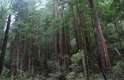 Monumento Nacional de Muir Woods:A apenas 12 quilômetros de São Francisco, o Monumento Nacional de Muir Woods é uma floresta repleta de sequóias gigantes com mais de 800 anos de idade. Em meio a estas árvores imponentes, Muir Woods tem cerca de 6 quilômetros de trilhas para os visitantes